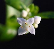 IMG_1519