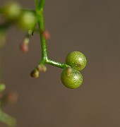 IMG_1526