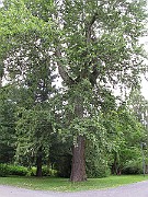 IMG_0414