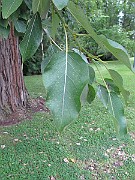 IMG_0415