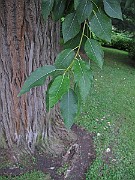 IMG_0417