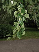 IMG_0421