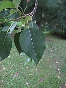 IMG_0423