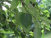 IMG_0424