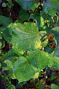 IMG_7157