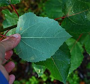IMG_7161