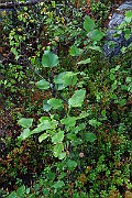 IMG_7162