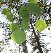 IMG_0020