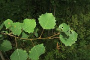 IMG_7059