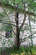 IMG_7082