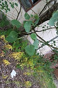 IMG_7083