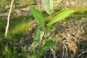 IMG_0018