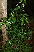 IMG_7166