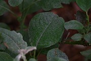 IMG_6800