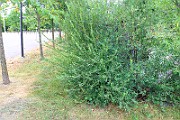 IMG_6920