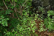 IMG_6756