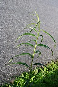 IMG_1489