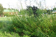 IMG_1490