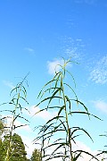 IMG_1491