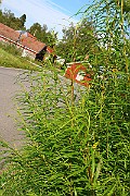 IMG_1494