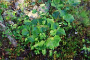 Populus tremula x tremuloides
