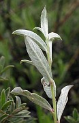 Salix repens var. argentata