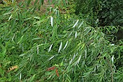Salix x rubens