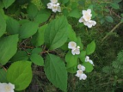 IMG_3650