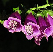 IMG_1465