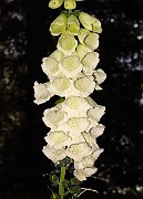 IMG_1470