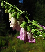 IMG_1475