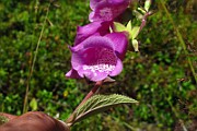IMG_2529