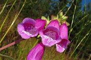 IMG_2538