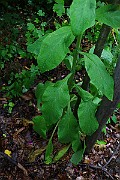 IMG_6761