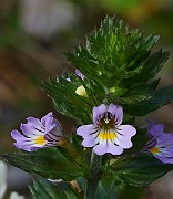 IMG_0239