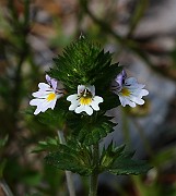 IMG_0240