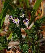 IMG_0243