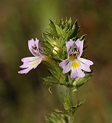 IMG_0774