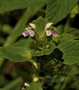 IMG_0959