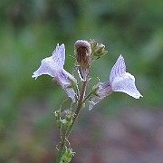 IMG_0186