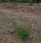 IMG_9296