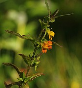 IMG_5926