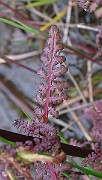 IMG_6802b