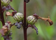 IMG_6803