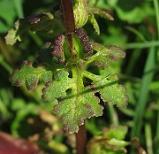 IMG_9684