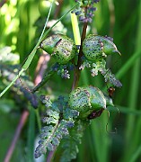 IMG_9952