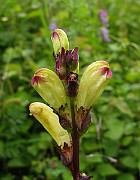 IMG_7535