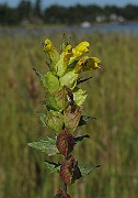 IMG_9696