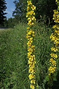 IMG_0132