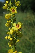 IMG_0134